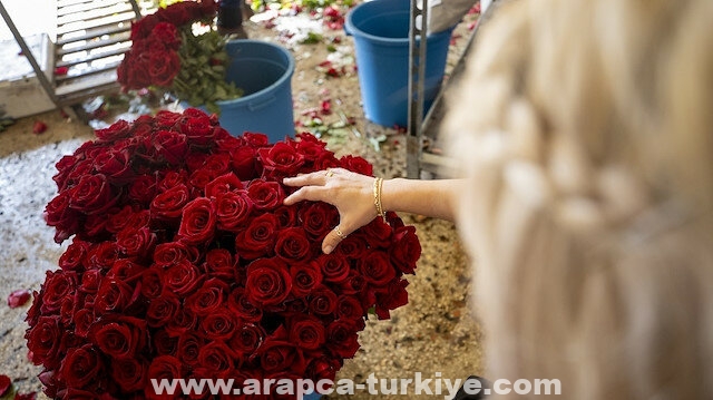 تركيا تصدر 70 مليون وردة بمناسبة "عيد الحب"