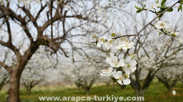 ألوان منعشة تكسي أغصان أشجار الفواكه في مانيسا التركية