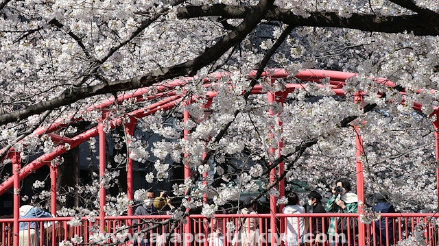 رغم التحذيرات.. اليابانيون يحتفلون بـ"هانامي" في حدائق طوكيو
