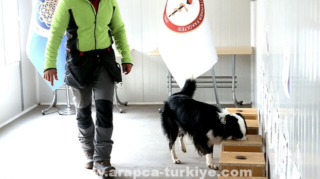 تركيا.. تأهيل كلاب على اكتشاف كورونا عبر الشمّ