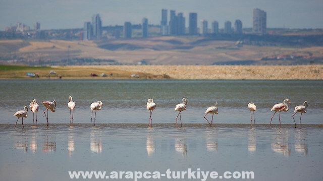 طيور الفلامينغو المهاجرة تزيّن بحيرة "موغان" بالعاصمة التركية