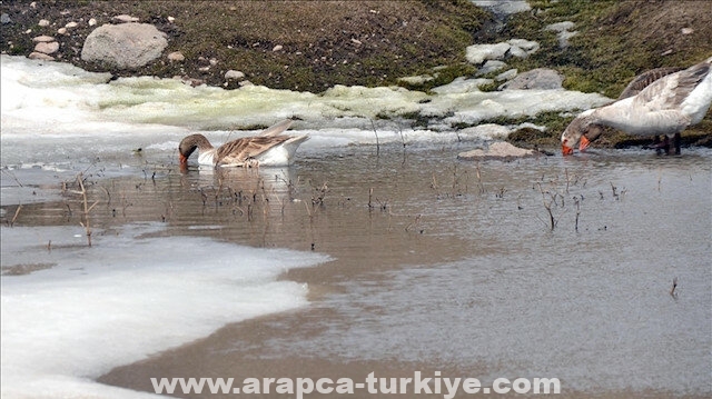 "قارص" التركية.. ذوبان الثلوج يحيي الحياة البرية