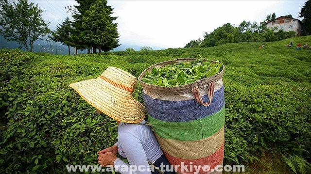 الشاي التركي يصل أسواق 95 دولة