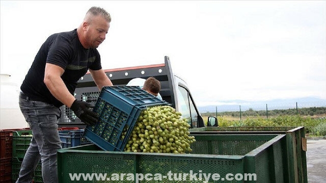 تركيا.. صادرات زيت الزيتون إلى الولايات المتحدة ترتفع 26 بالمئة