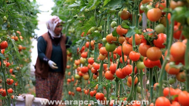 8.6 مليارات دولار صادرات منتجات الزراعة والأغذية التركية