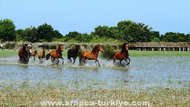 إقبال على تصوير الخيول البرية في محمية "قزل إرماق" التركية