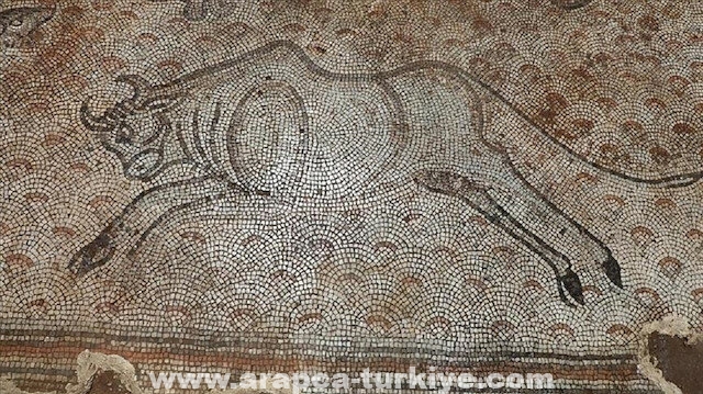 تركيا.. نقل لوحات فسيفسائية عثر عليها بحديقة منزل إلى متحف
