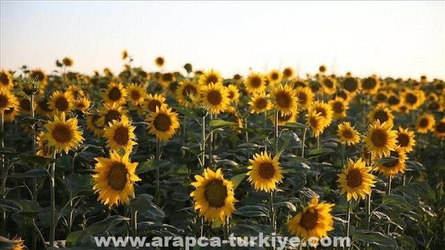 تركيا.. حقول "دوار الشمس" لوحة طبيعية ساحرة