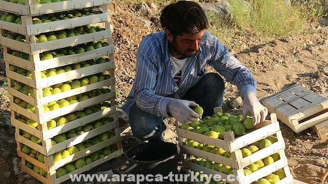 بدء موسم حصاد التين في "أيدن" التركية