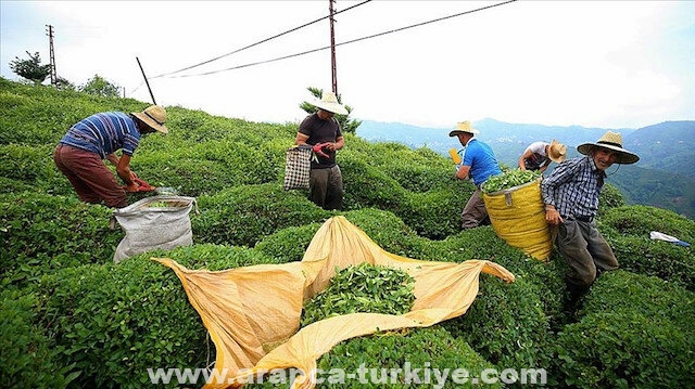 تركيا.. عائدات صادرات الشاي تتجاوز 10 ملايين دولار