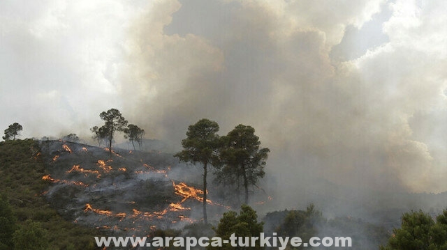 تركيا تعزي الجزائر في ضحايا حرائق الغابات