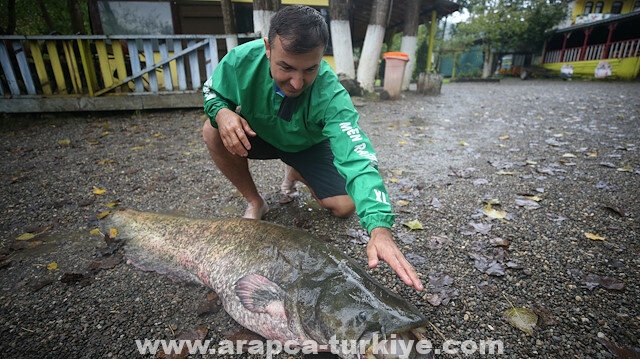 تركي يصطاد سمكة "سلور" عملاقة شمالي البلاد