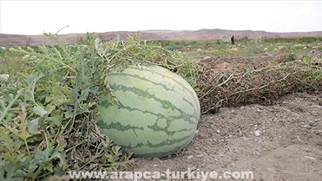 صادرات تركيا من البطيخ تتجاوز 21 مليون دولار