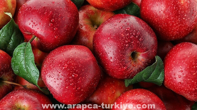 ولاية تركية تصدر التفاح إلى 3 قارات