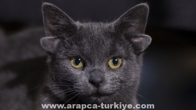 "ميداس".. قطة بأربع آذان تحصد شهرة واسعة في أنقرة