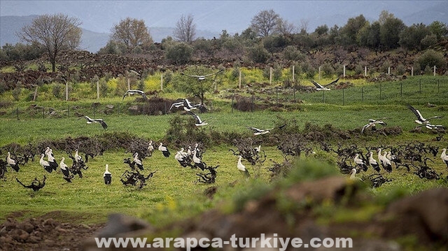 هطاي.. جنة الطيور المهاجرة في تركيا