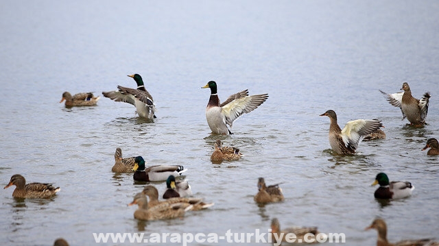 تركيا.. غابات مائية تستضيف 219 نوعًا من الطيور