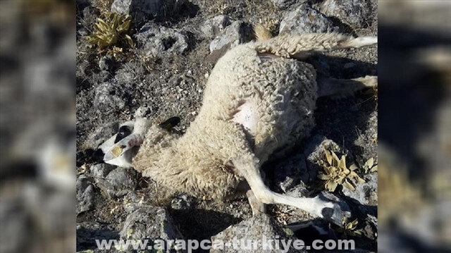 ذئاب ترتكب مجزرة بخراف في مراعٍ وسط تركيا