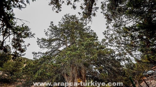 أشجار تركيا المعمرة.. مكانة فريدة في الذاكرة الجمعية