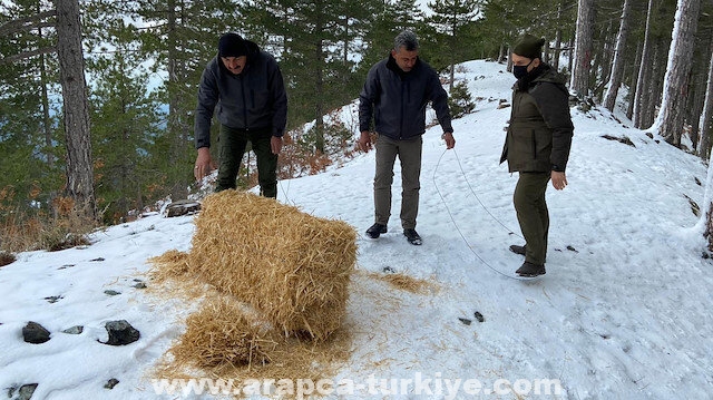 بعد تساقط الثلوج.. نشطاء أتراك يقدمون الطعام للحيوانات البرية