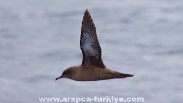 لأول مرة.. العثور على طائر على وشك الانقراض جنوبي تركيا