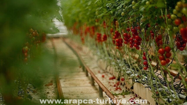 صادرات تركيا من صلصة الطماطم تتجاوز 200 مليون دولار