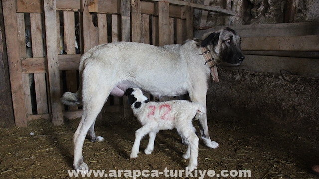 كلبة تُرضع حملا في تركيا