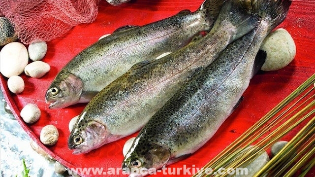 تركيا 2021.. 130 مليون دولار عائد صادرات أسماك السلمون