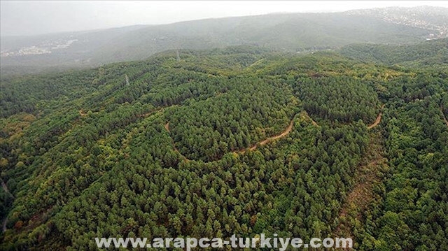 تركيا.. أعمال تشجير الغابات المتضررة تكتمل نهاية العام