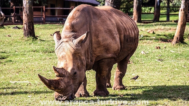 الصيد الجائر يهدد حياة وحيد القرن الإفريقي