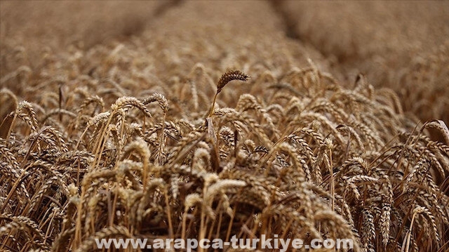 مسؤول أممي يشيد بدعم تركيا تأمين صادرات الحبوب الأوكرانية