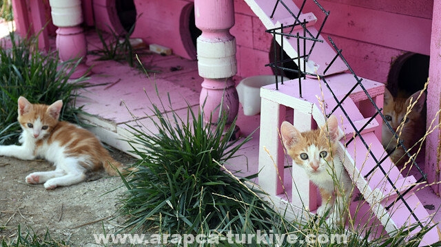 قرية خاصة توفر الرعاية للقطط في تركيا