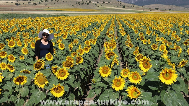 تركيا.. حقول "عباد الشمس" تغري عشاق التصوير