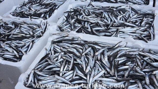1.5 مليون دولار صادرات تركيا من سمك "الأنشوفة" في شهرين