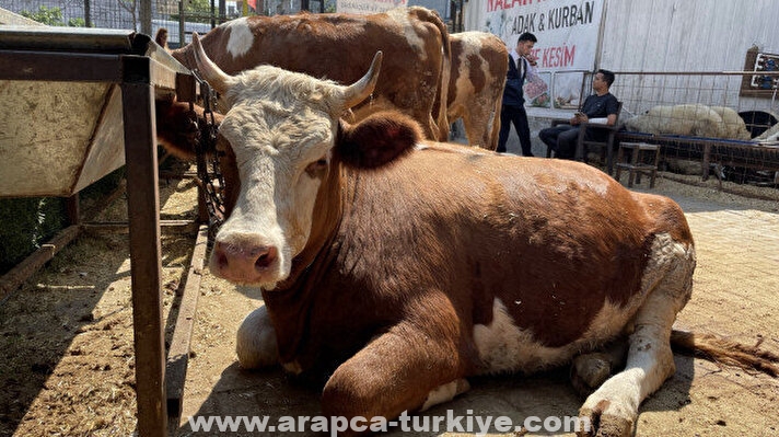 أضاحي العيد بتركيا.. طقوس فرحة وتكافل منذ قرون