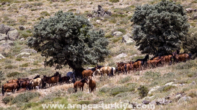 رصد قطعان الخيول البرية في قرامان التركية