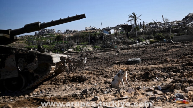 هربت من غزة.. 5 آلاف كلب تغزو إسرائيل وتثير قلقها